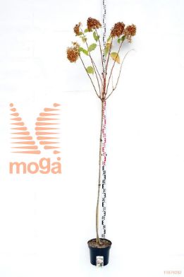 http://twentheplant.nl/tsd/74806_HYPPHANT_S150P26_1.jpg