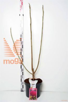 http://twentheplant.nl/tsd/90989_MABTULIP_8P26100_2.jpg