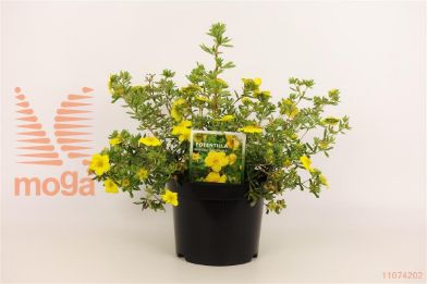 http://twentheplant.nl/tsd/76887_POFGOLDT_8P19025030_1.jpg
