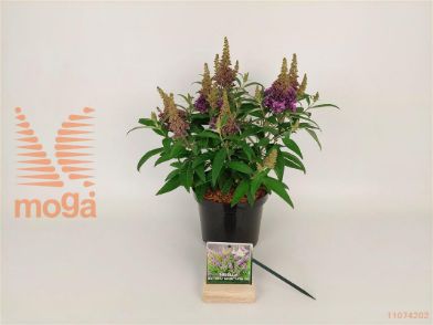 http://twentheplant.nl/tsd/76887_BUDBCLLI_8P19025030_2.jpg