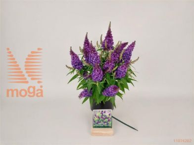 http://twentheplant.nl/tsd/76887_BUDBCLPU_8P19025030_2.jpg
