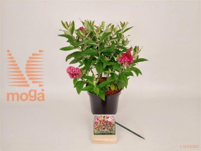 http://twentheplant.nl/tsd/76887_BUDBCLRU_8P19025030_2.jpg