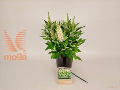 http://twentheplant.nl/tsd/76887_BUDBCLWH_8P19025030_2.jpg
