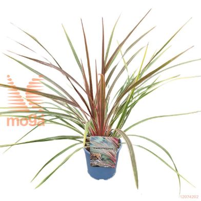 http://twentheplant.nl/tsd/82539_COACCAN_8P17040050_1.jpg
