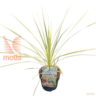 http://twentheplant.nl/tsd/82539_COALPASS_8P17030035_2.jpg
