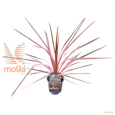 http://twentheplant.nl/tsd/82539_COASSPLE_8p17030035_1.jpg