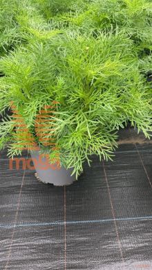 http://twentheplant.nl/tsd/51113_COBIPINN_8P19_2.jpg