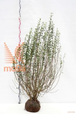 http://twentheplant.nl/tsd/76451_LIVATROV_K150175_1.jpg