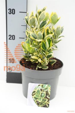 http://twentheplant.nl/tsd/88050_EUJMARIE_8p17020025_1.jpg