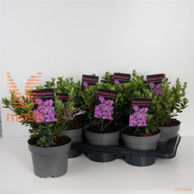 http://twentheplant.nl/tsd/88050_RHGPURPL_8p17020025_1.jpg