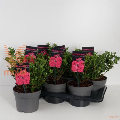 http://twentheplant.nl/tsd/88050_RHGRED_8p17020025_1.jpg