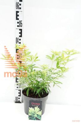 http://twentheplant.nl/tsd/88050_CHTGOLDF_8P17020025_1.jpg