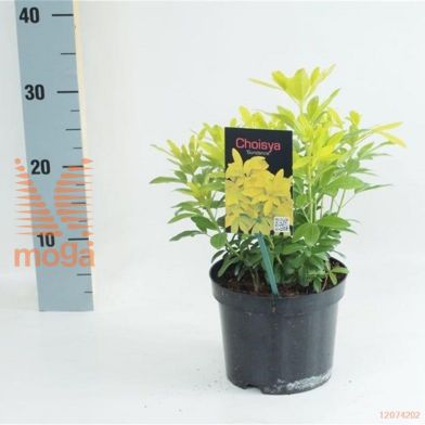 http://twentheplant.nl/tsd/88050_CHTSUNDA_8P17020025_1.jpg