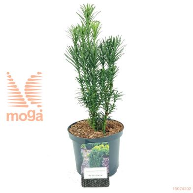 http://twentheplant.nl/tsd/500106_CEHFASTI_8P18025030_1.jpg