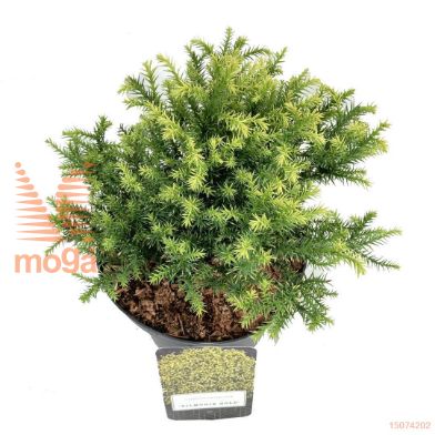 http://twentheplant.nl/tsd/500106_CRJVGOLD_8P18020025_1.jpg
