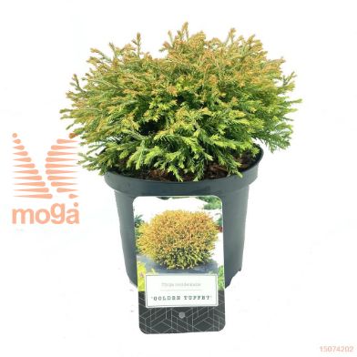 http://twentheplant.nl/tsd/500106_THOGTUFF_8P18015020_1.jpg