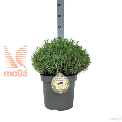 http://twentheplant.nl/tsd/95221_LAAMUNST_VBL3035P26_1.jpg