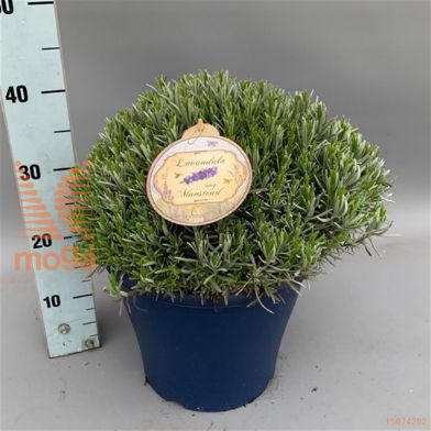 http://twentheplant.nl/tsd/95221_LAAMUNST_vbl3040c10_1.jpg