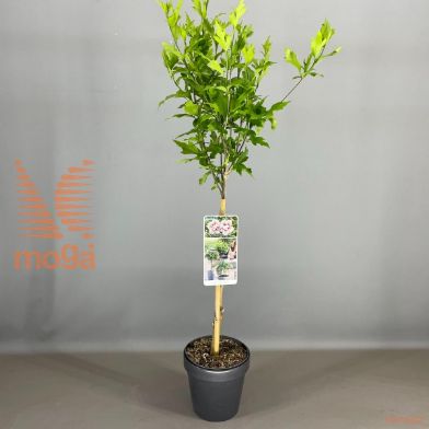http://twentheplant.nl/tsd/56050_HISSCHIF_S050P19_2.jpg