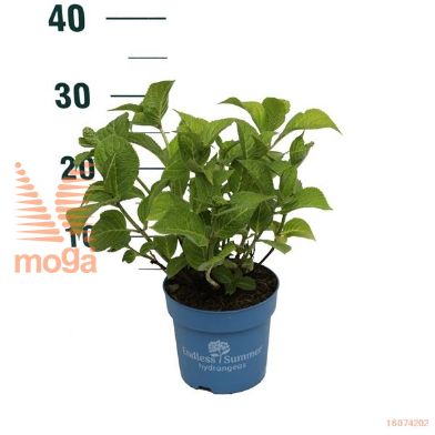 http://twentheplant.nl/tsd/55506_HYMESUMM_8P14015020_1.jpg
