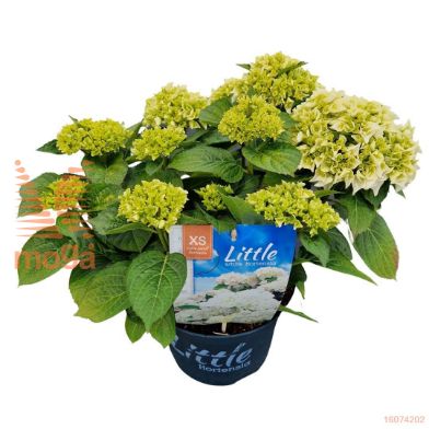http://twentheplant.nl/tsd/82539_HYDMLWHI_8P23040_2.jpg