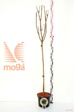 http://twentheplant.nl/tsd/93806_ACPCSENT_S080P232J_1.jpg