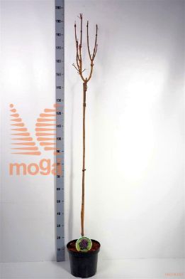http://twentheplant.nl/tsd/93806_ACPCSENT_S120P262J_1.jpg