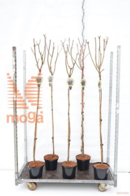http://twentheplant.nl/tsd/93806_ACPCSENT_S120P232JR_1.jpg