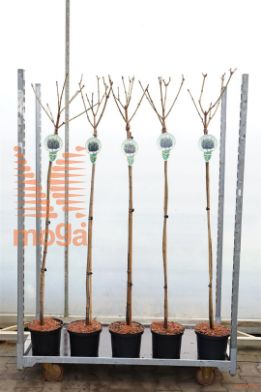 http://twentheplant.nl/tsd/93806_ACPGLOBO_S120P232JR_1.jpg