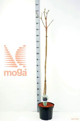 http://twentheplant.nl/tsd/93806_ACPGLOBO_S120P262J_1.jpg