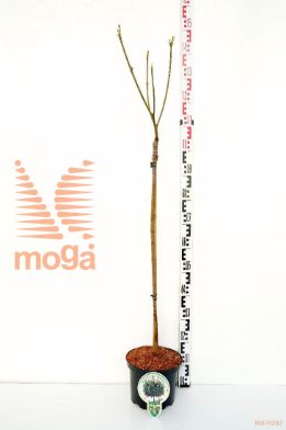 http://twentheplant.nl/tsd/93806_ACPGLOBO_S080P232J_1.jpg