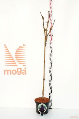 http://twentheplant.nl/tsd/93806_ACPRRED_S080P232J_1.jpg