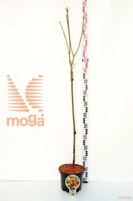 http://twentheplant.nl/tsd/93806_ACPBRILL_S080P232J_1.jpg