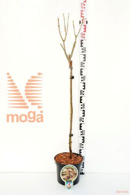 http://twentheplant.nl/tsd/93806_ACPBRILL_S060P212JR_1.jpg