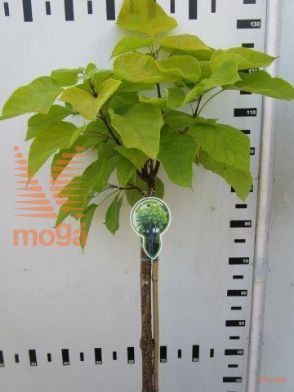 http://twentheplant.nl/tsd/93806_CABAUREA_S080P232J_1.jpg