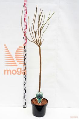 http://twentheplant.nl/tsd/93806_CABUNGEI_S080P232J_1.jpg