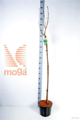 http://twentheplant.nl/tsd/93806_CABUNGEI_S120P262J_2.jpg