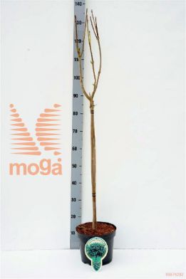 http://twentheplant.nl/tsd/93806_CABUNGEI_S060P212JR_1.jpg