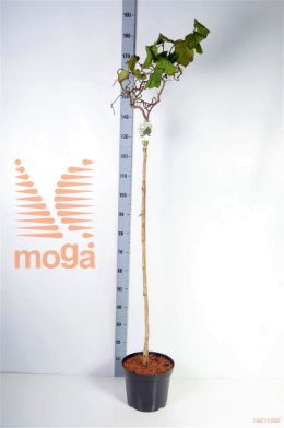 http://twentheplant.nl/tsd/93806_COACONTO_S120P262J_2.jpg