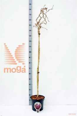 http://twentheplant.nl/tsd/93806_COARMAJE_S120P262J_1.jpg