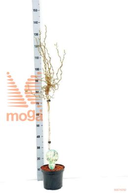 http://twentheplant.nl/tsd/93806_COATWIST_S080P232J_1.jpg