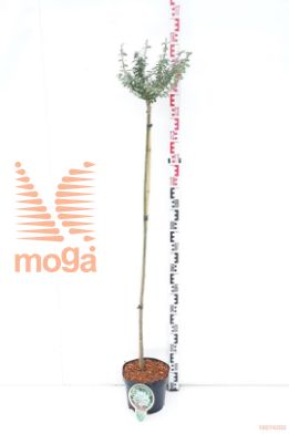 http://twentheplant.nl/tsd/93806_EUFEGAIE_S120P232JR_1.jpg