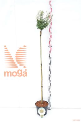 http://twentheplant.nl/tsd/93806_EUFEGOLD_S120P232JR_1.jpg