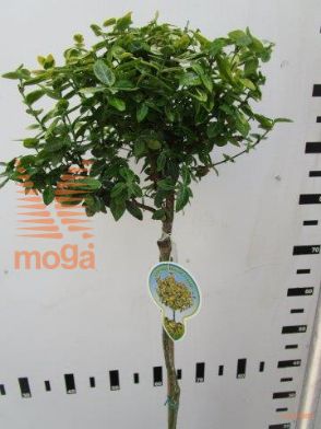 http://twentheplant.nl/tsd/93806_EUFEGOLD_S080P232J_1.jpg