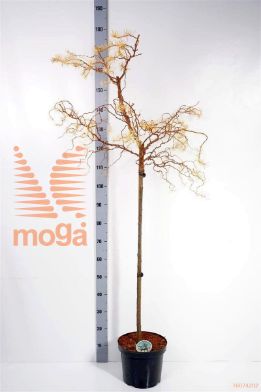 http://twentheplant.nl/tsd/93806_LAKDIANA_S090P26_1.jpg