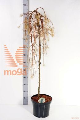 http://twentheplant.nl/tsd/93806_LAKSWEEP_S090P26_1.jpg
