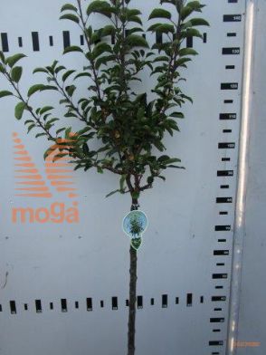 http://twentheplant.nl/tsd/93806_MAADIRON_S080P23_1.jpg
