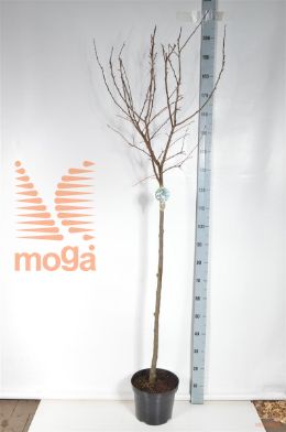 http://twentheplant.nl/tsd/93806_MAEVERES_S120P26_2.jpg
