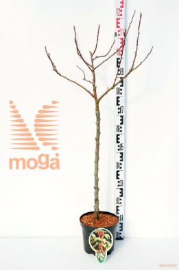 http://twentheplant.nl/tsd/93806_MAEVERES_S060P212JR_1.jpg