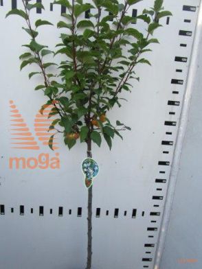 http://twentheplant.nl/tsd/93806_MAEVERES_S080P23_1.jpg